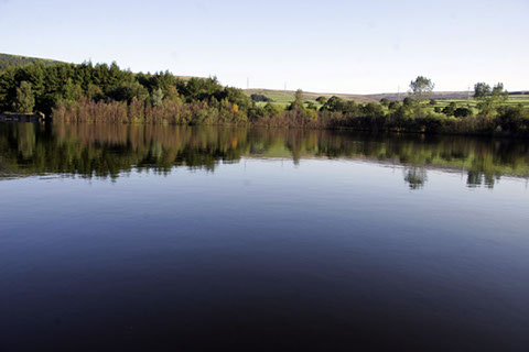 Outlet Bay tree line, Arnfield Fly Fishery